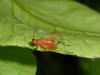 Trigonidiinae inconnu